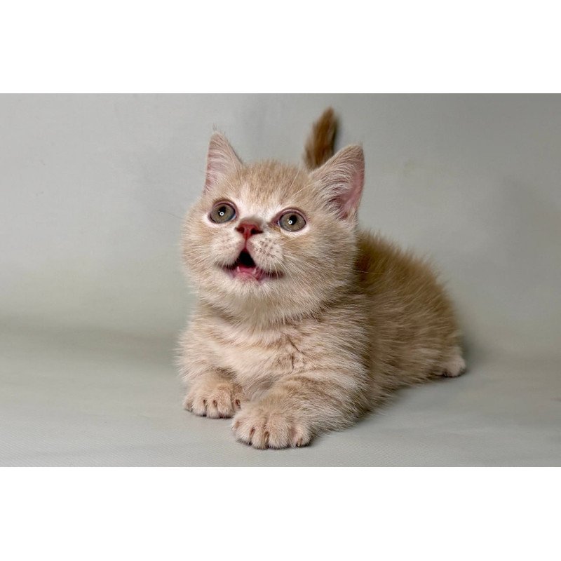 Munchkin Odie