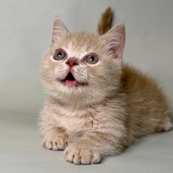 Munchkin Odie