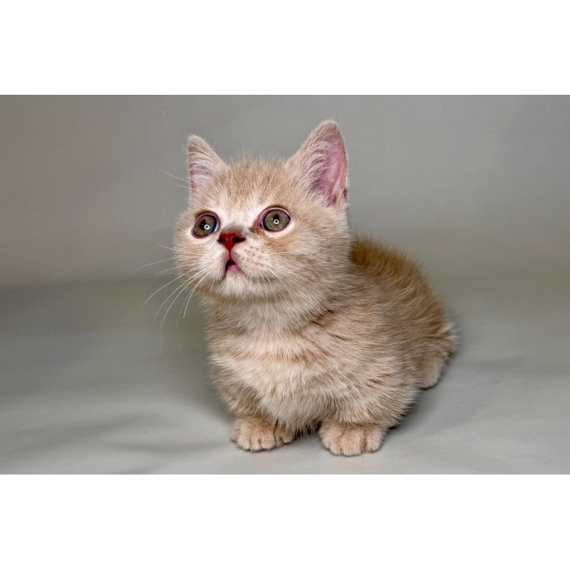 Munchkin Odie