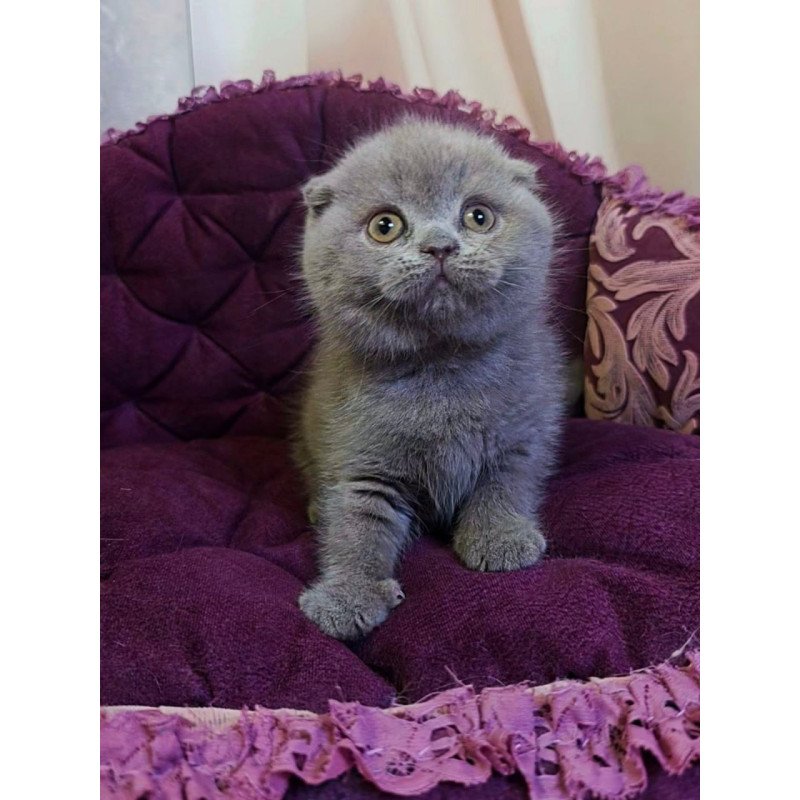 Scottish Margosha