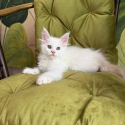 Maine Coon Vitus