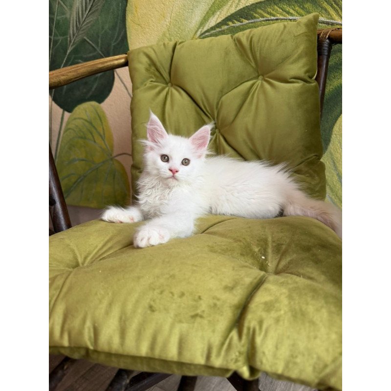 Maine Coon Vitus