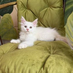 Maine Coon Vitus