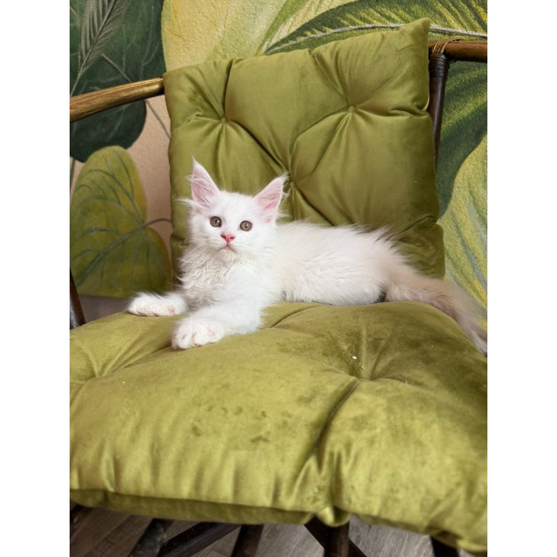 Maine Coon Vitus