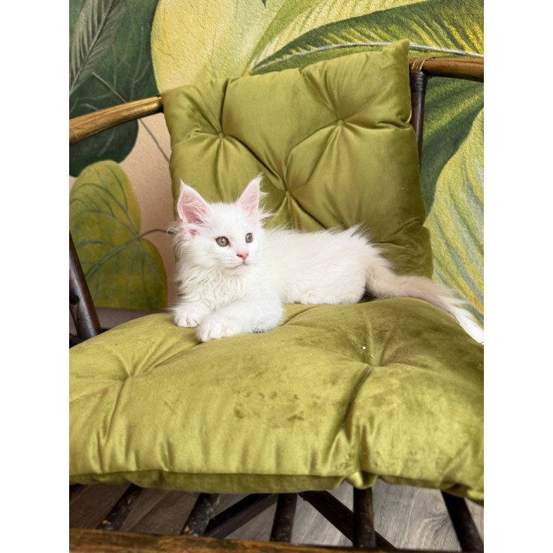 Maine Coon Vitus