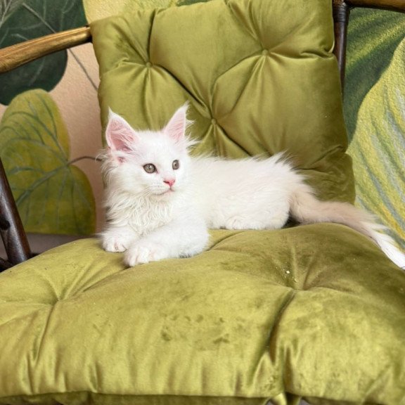Maine Coon Vitus
