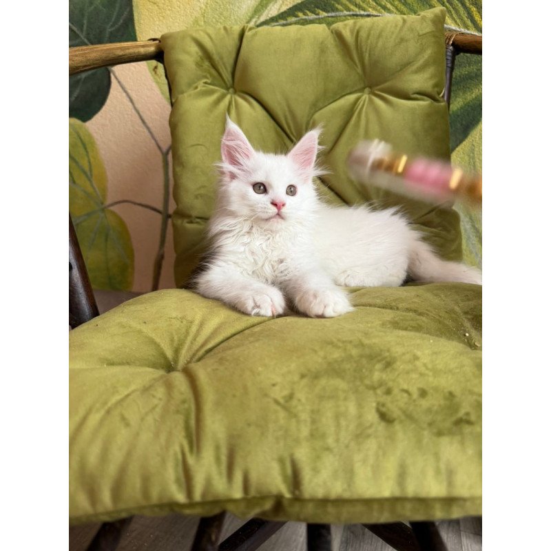 Maine Coon Vitus