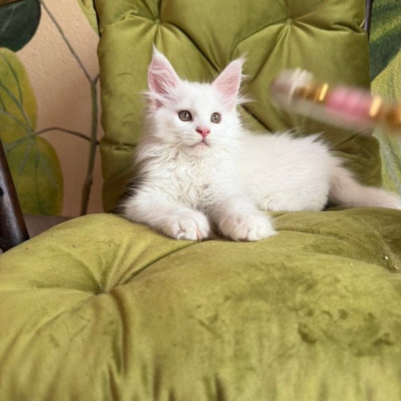 Maine Coon Vitus