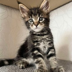 Maine Coon Indigo