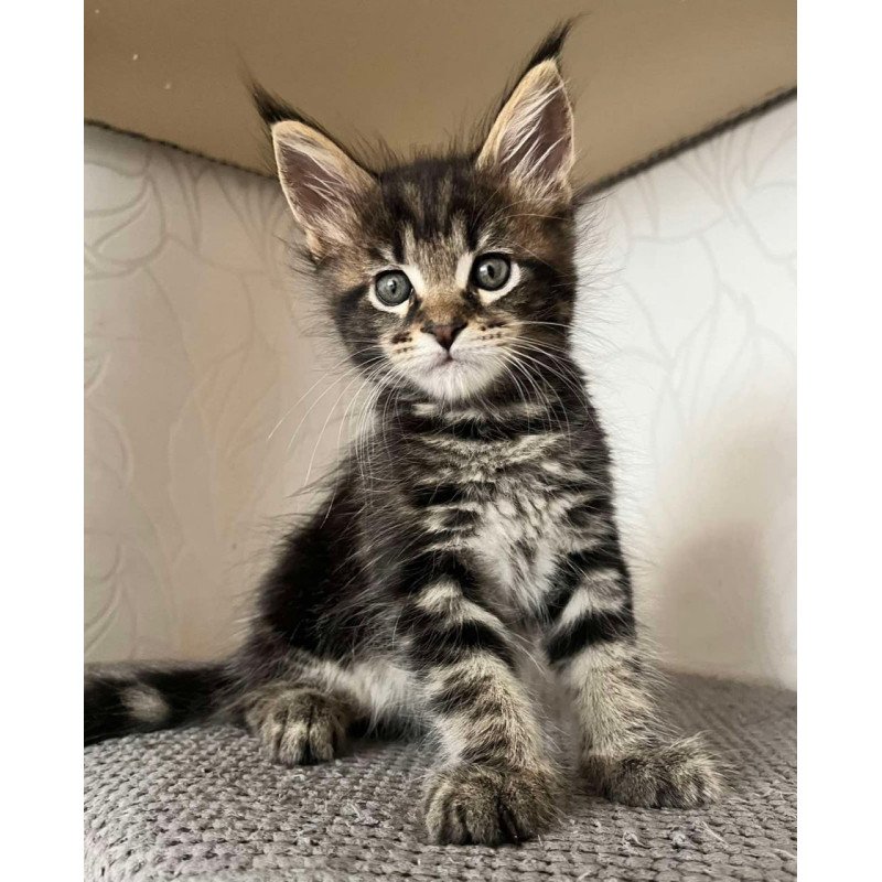 Maine Coon Indigo