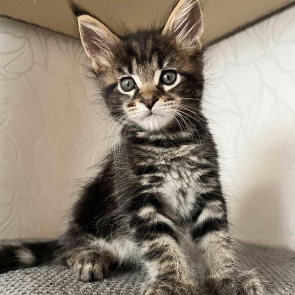 Maine Coon Indigo