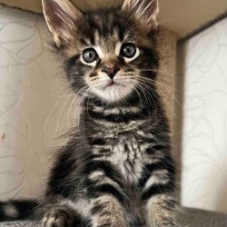 Maine Coon Indigo