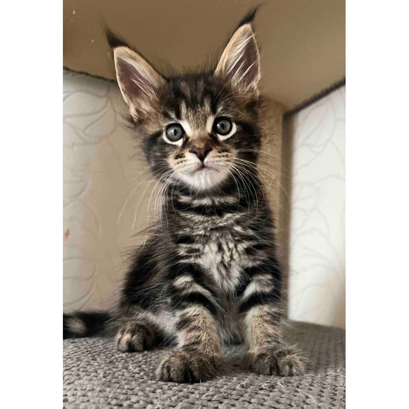 Maine Coon Indigo