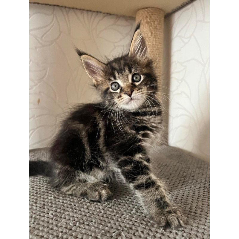 Maine Coon Indigo