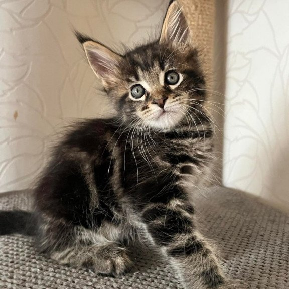 Maine Coon Indigo