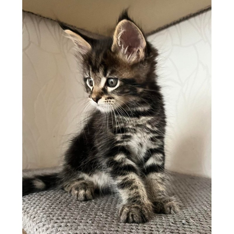 Maine Coon Indigo