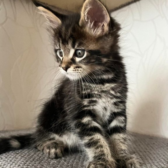 Maine Coon Indigo