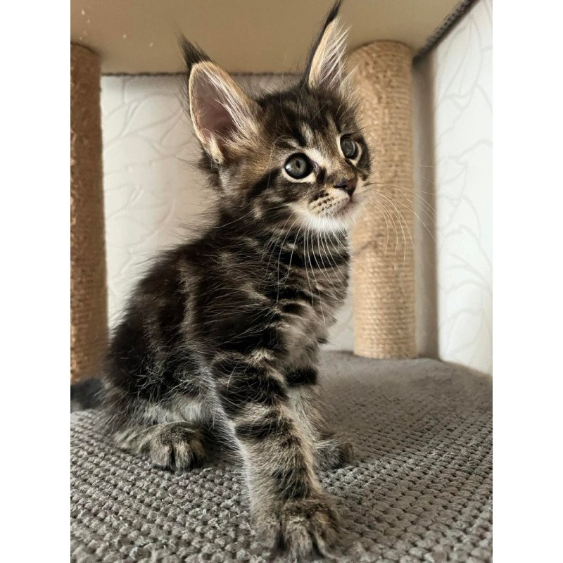 Maine Coon Indigo