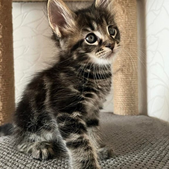 Maine Coon Indigo