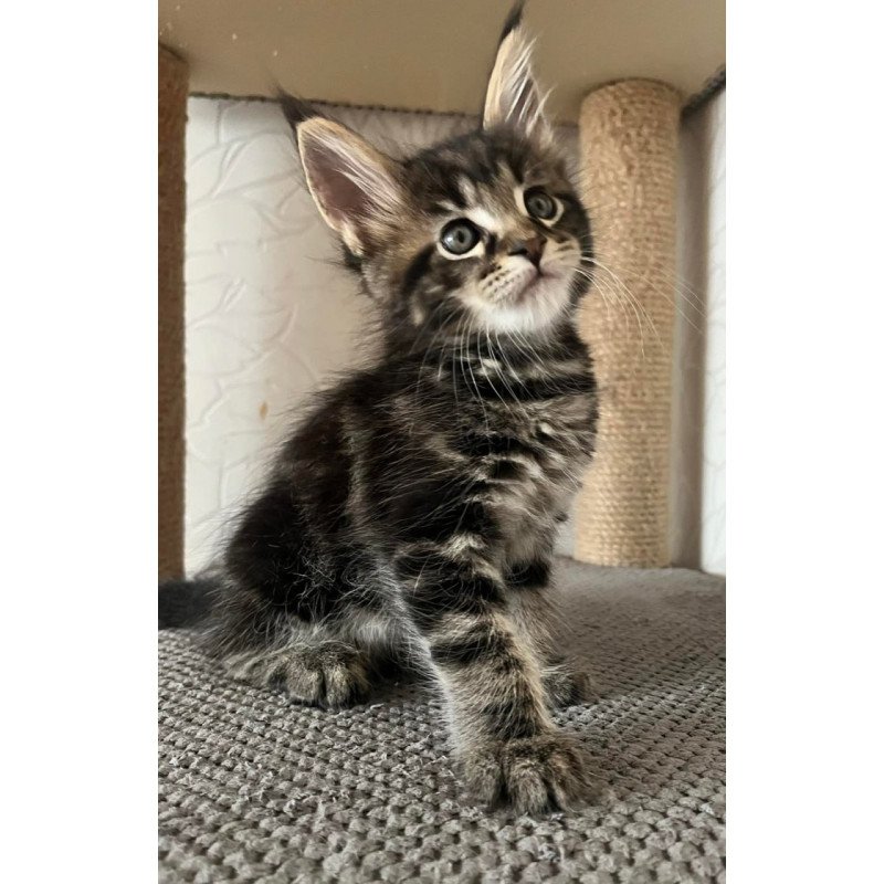 Maine Coon Indigo