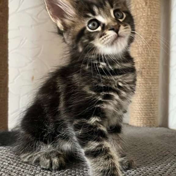 Maine Coon Indigo