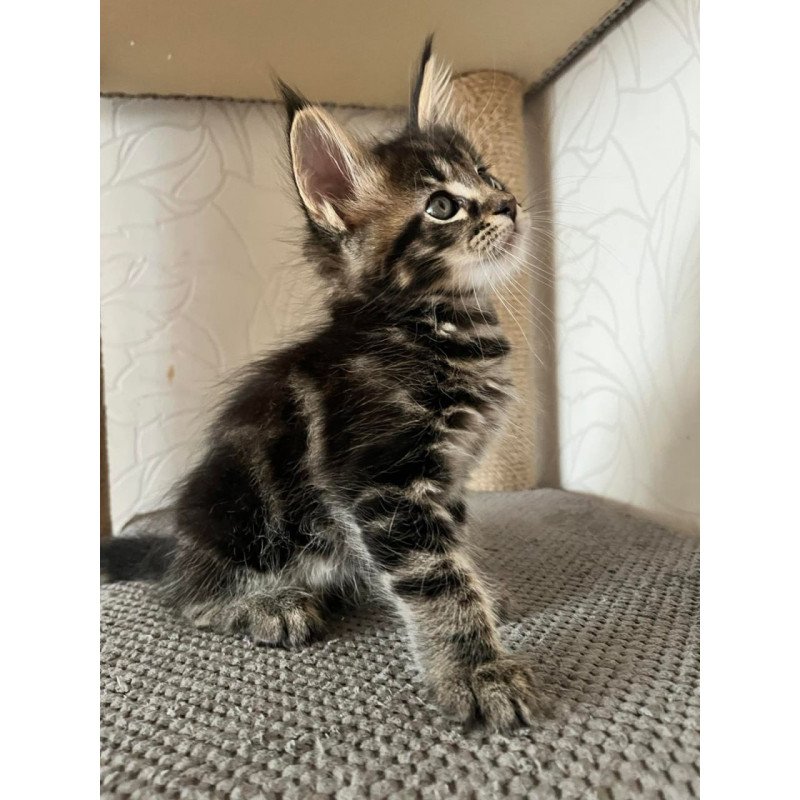 Maine Coon Indigo