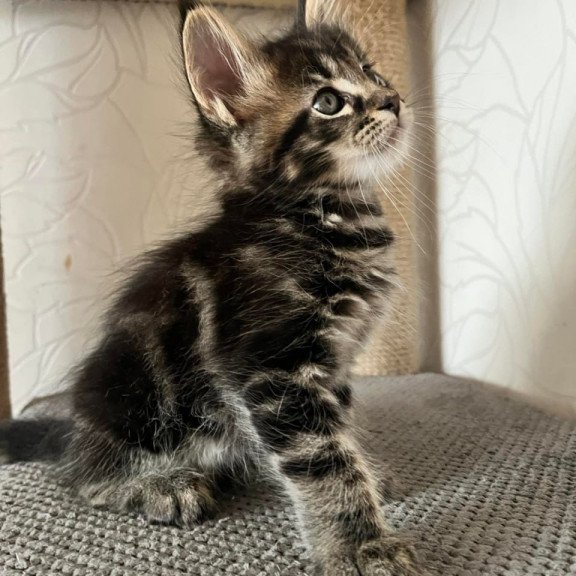 Maine Coon Indigo