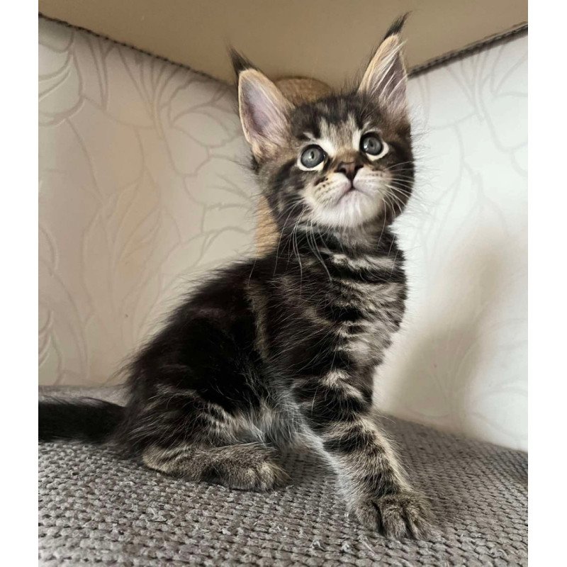 Maine Coon Indigo
