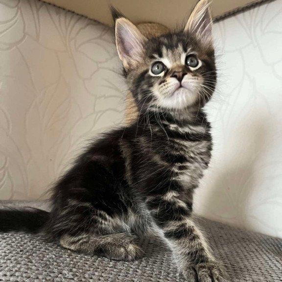Maine Coon Indigo
