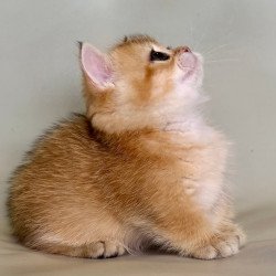 Munchkin Quirka