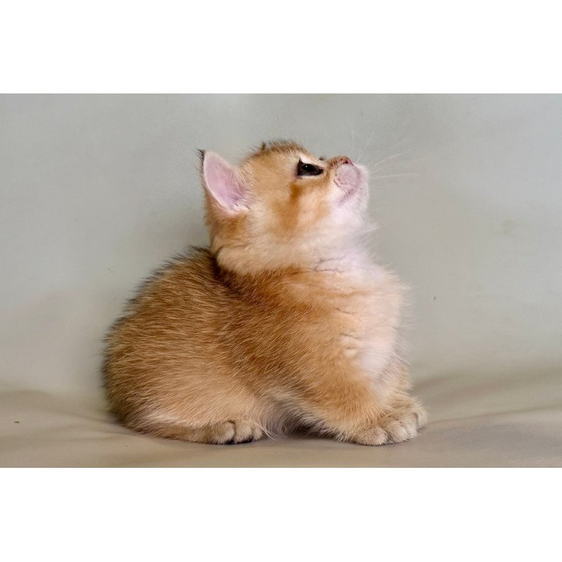 Munchkin Quirka