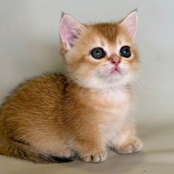 Munchkin Quirka
