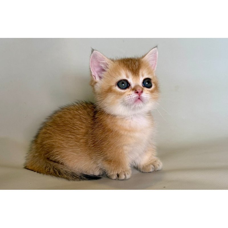 Munchkin Quirka