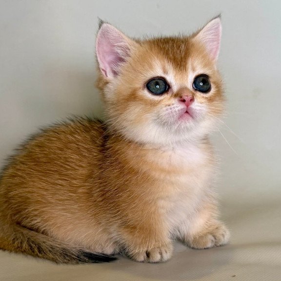 Munchkin Quirka
