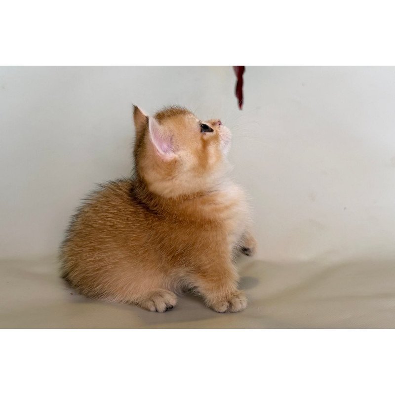 Munchkin Quirka