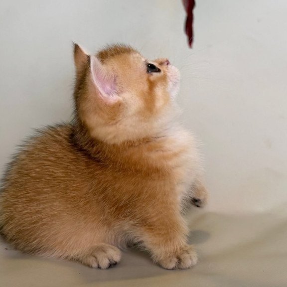 Munchkin Quirka