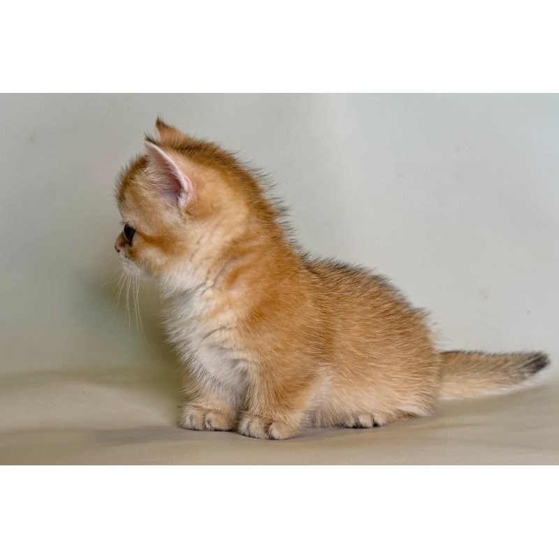 Munchkin Quirka