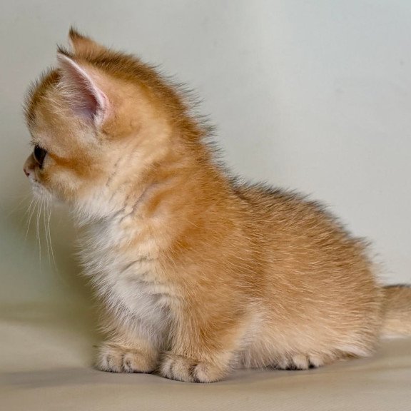 Munchkin Quirka