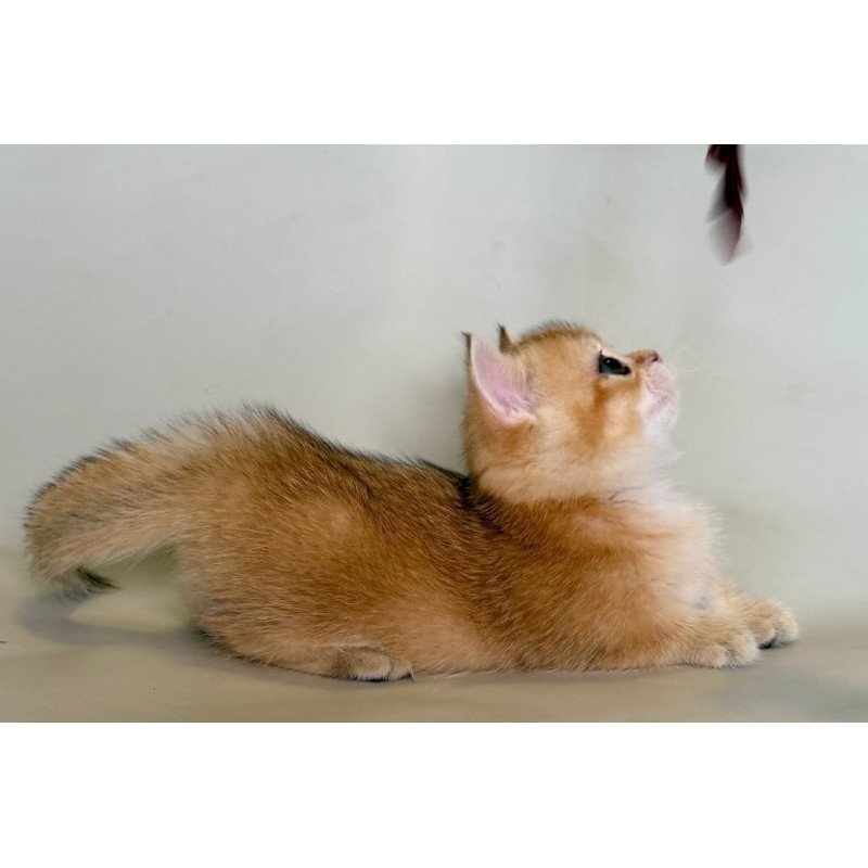 Munchkin Quirka