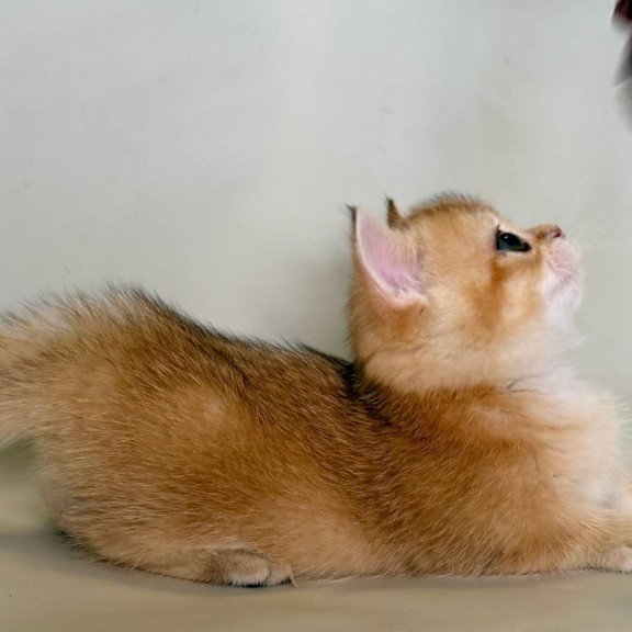 Munchkin Quirka