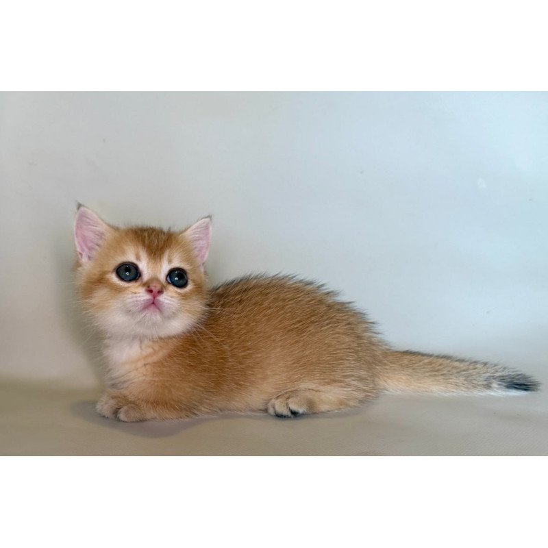 Munchkin Quirka
