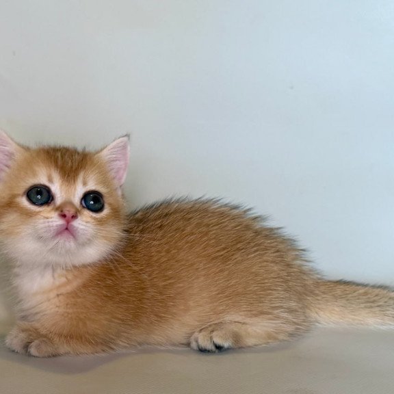 Munchkin Quirka