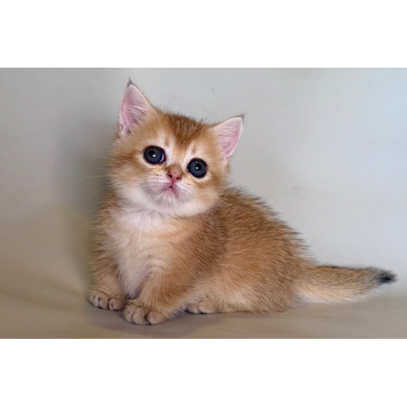 Munchkin Quirka
