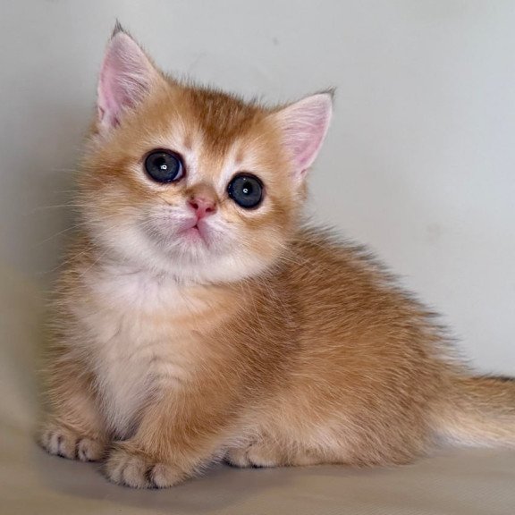 Munchkin Quirka