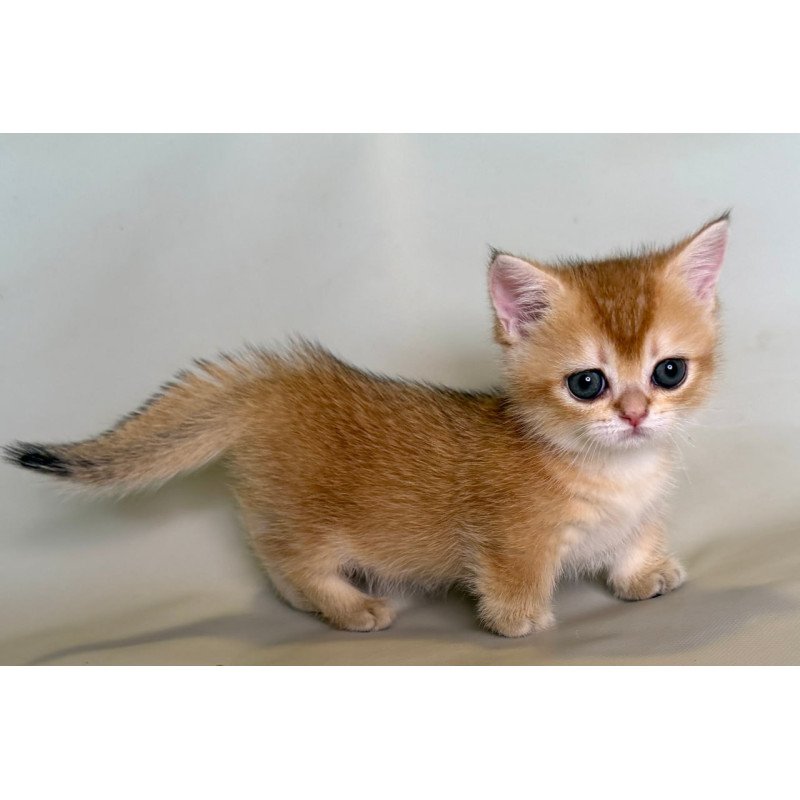 Munchkin Quirka