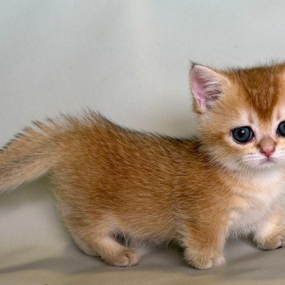Munchkin Quirka