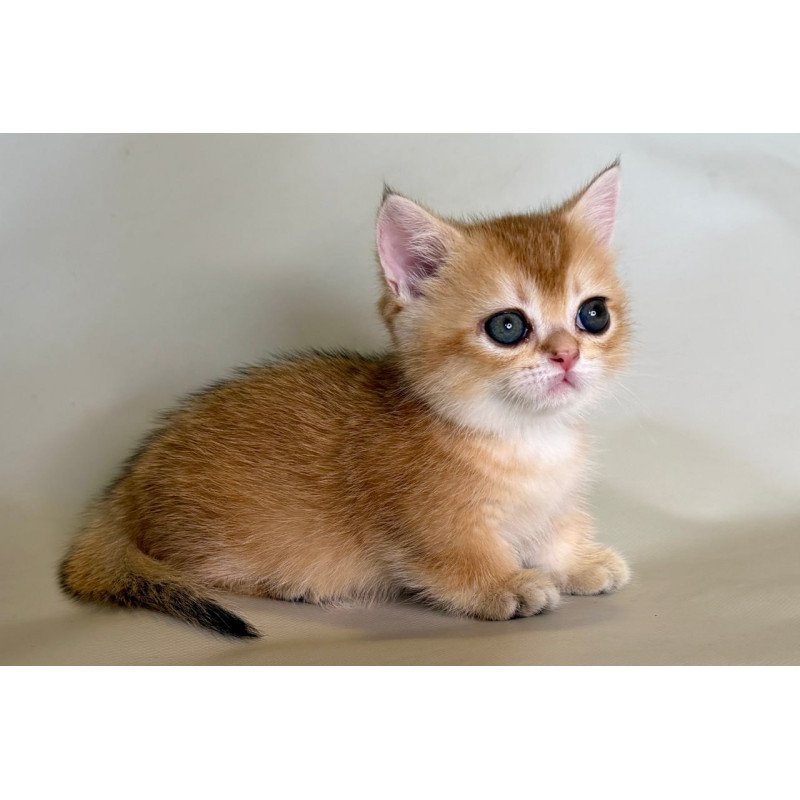 Munchkin Quirka