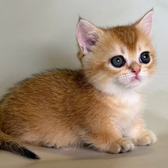 Munchkin Quirka