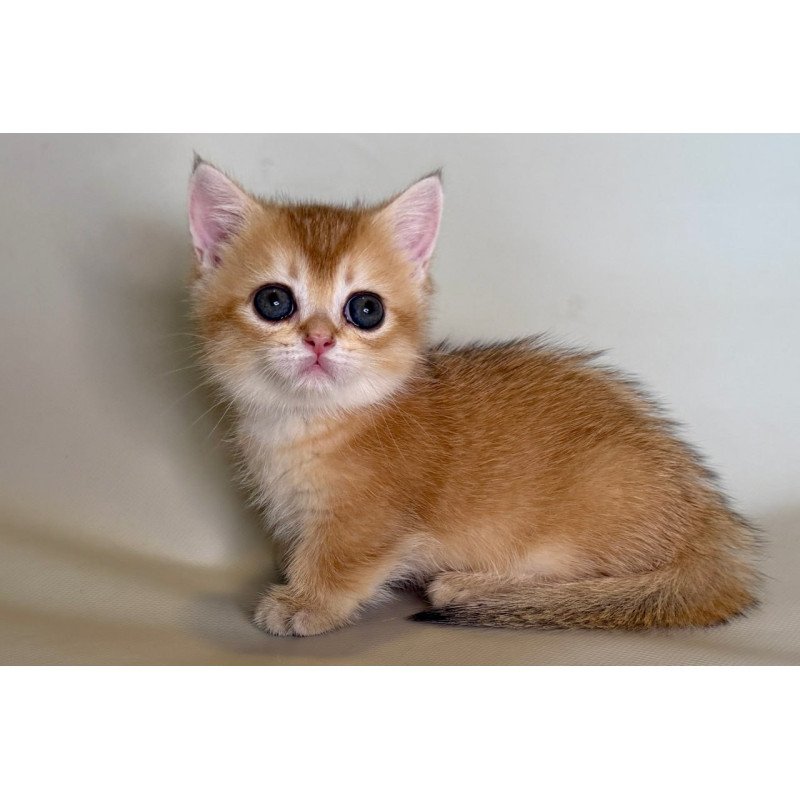 Munchkin Quirka
