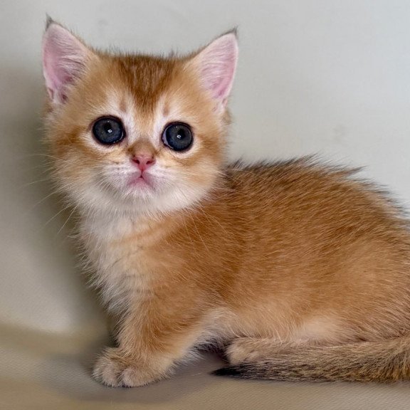 Munchkin Quirka